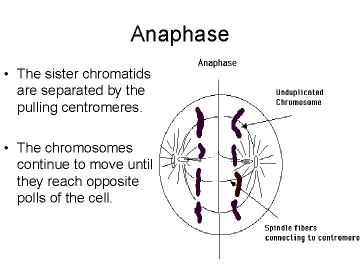 Anaphase • The sister chromatids are separated by the pulling centromeres. • The chromosomes