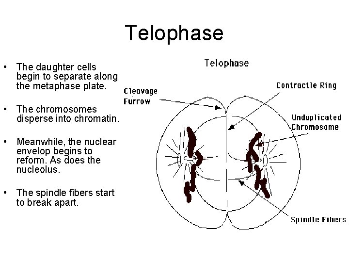 Telophase • The daughter cells begin to separate along the metaphase plate. • The