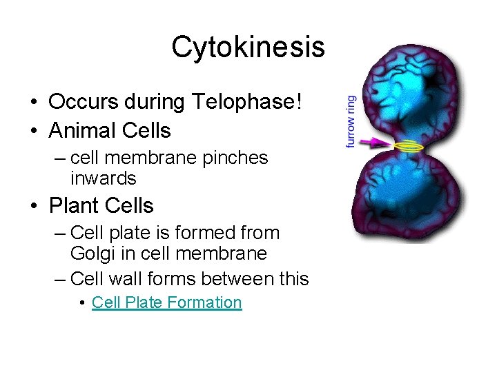 Cytokinesis • Occurs during Telophase! • Animal Cells – cell membrane pinches inwards •