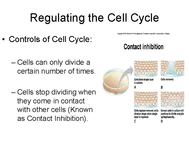 Regulating the Cell Cycle • Controls of Cell Cycle: – Cells can only divide
