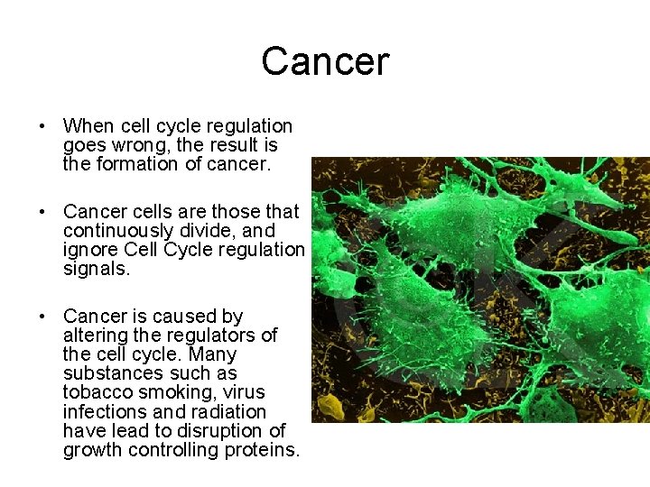 Cancer • When cell cycle regulation goes wrong, the result is the formation of