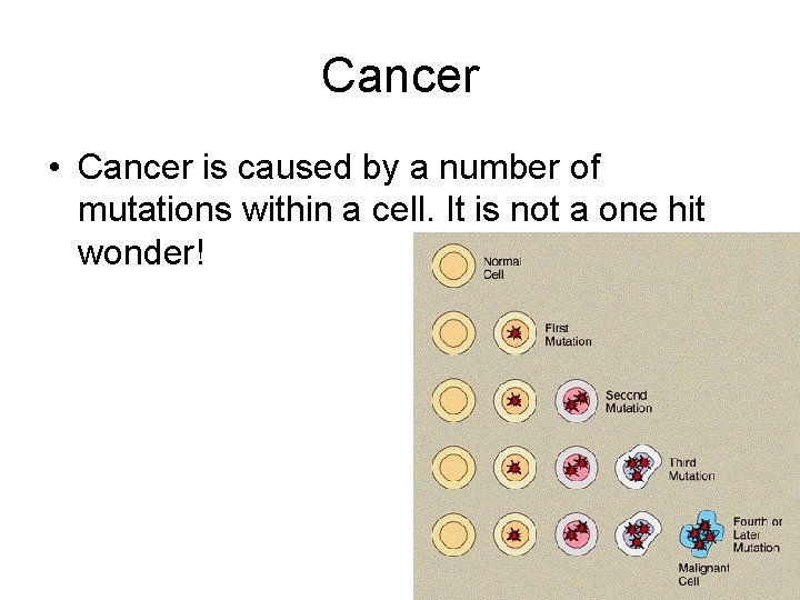 Cancer • Cancer is caused by a number of mutations within a cell. It