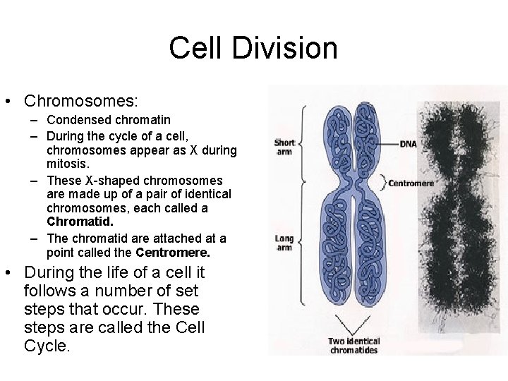 Cell Division • Chromosomes: – Condensed chromatin – During the cycle of a cell,