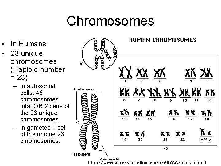 Chromosomes • In Humans: • 23 unique chromosomes (Haploid number = 23) – In