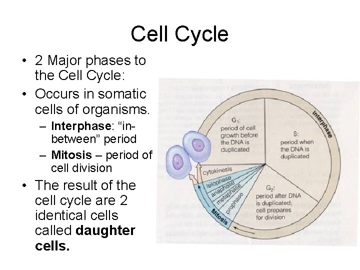 Cell Cycle • 2 Major phases to the Cell Cycle: • Occurs in somatic