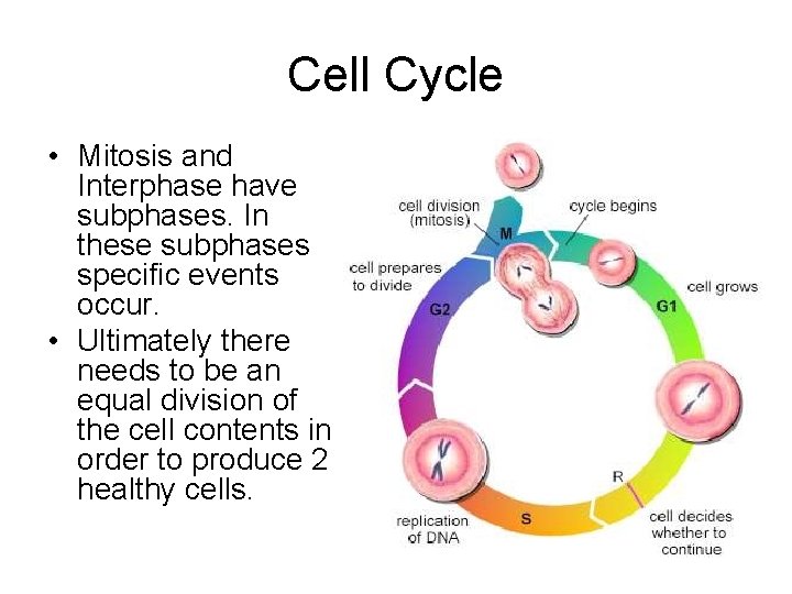 Cell Reproduction Chapter 10 11 4 Cells Grow