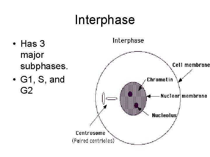 Interphase • Has 3 major subphases. • G 1, S, and G 2 