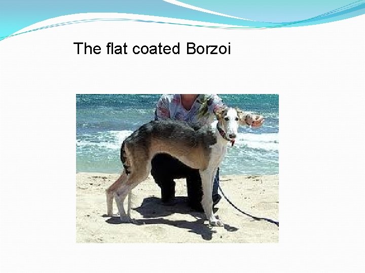 The flat coated Borzoi 