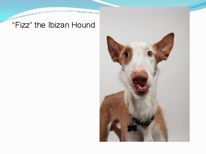 “Fizz” the Ibizan Hound 