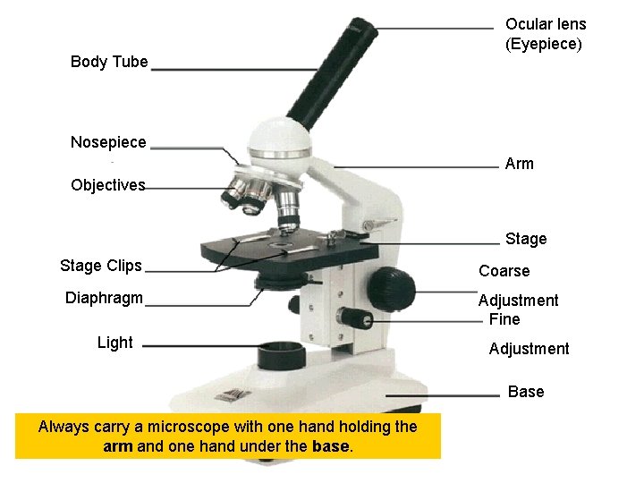 Ocular lens (Eyepiece) Body Tube Nosepiece Arm Objectives Stage Clips Diaphragm Light Coarse Adjustment Ocular lens (Eyepiece) Body Tube Nosepiece Arm Objectives Stage Clips Diaphragm Light Coarse Adjustment