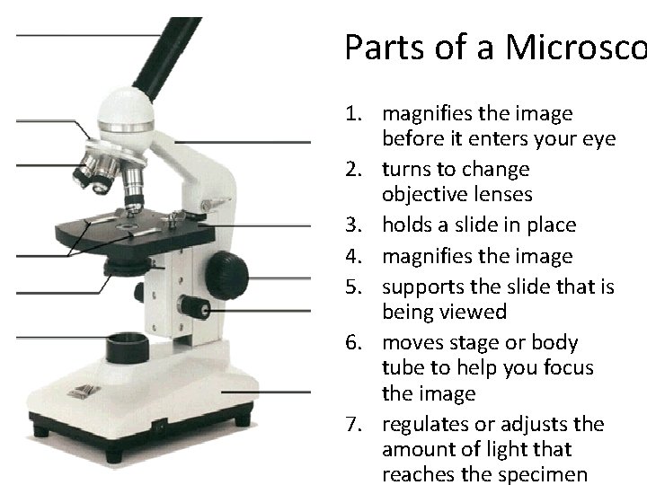Parts of a Microsco 1. magnifies the image before it enters your eye 2. Parts of a Microsco 1. magnifies the image before it enters your eye 2.
