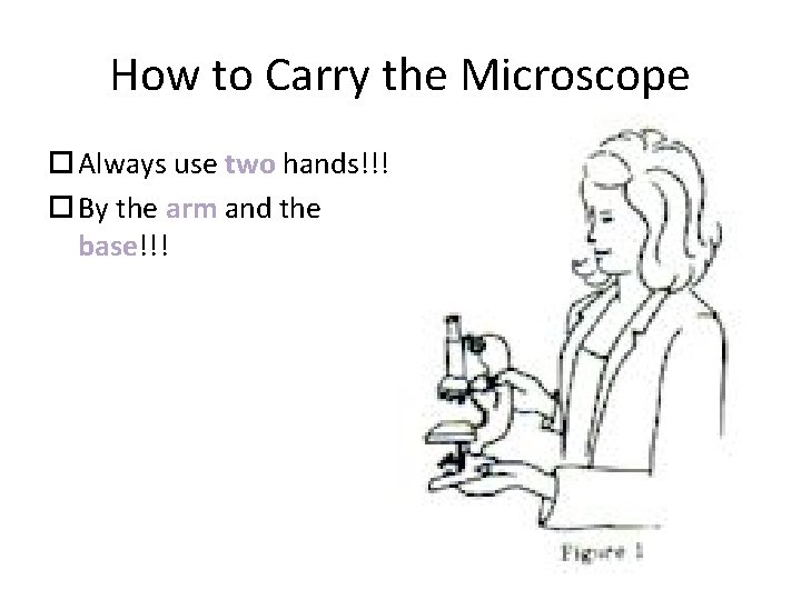 How to Carry the Microscope Always use two hands!!! By the arm and the How to Carry the Microscope Always use two hands!!! By the arm and the