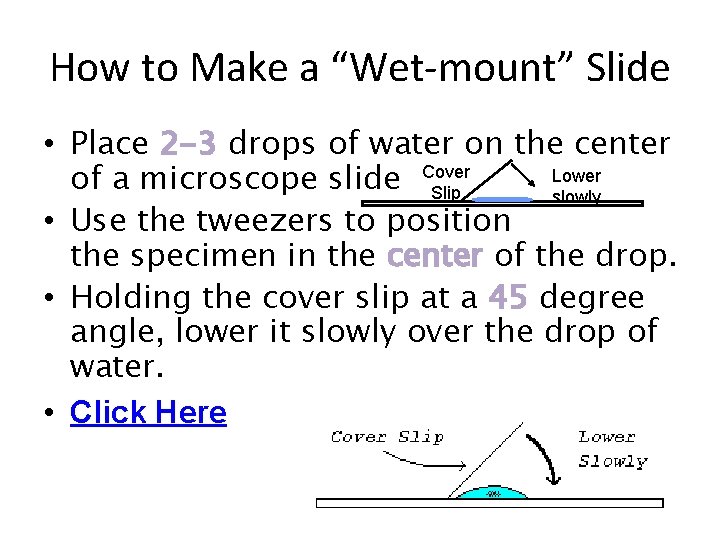 How to Make a “Wet-mount” Slide • Place 2 -3 drops of water on How to Make a “Wet-mount” Slide • Place 2 -3 drops of water on