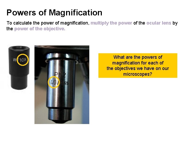 Powers of Magnification To calculate the power of magnification, multiply the power of the Powers of Magnification To calculate the power of magnification, multiply the power of the