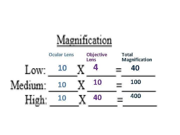 Ocular Lens Objective Lens Total Magnification 10 10 10 40 400 10 4 40 Ocular Lens Objective Lens Total Magnification 10 10 10 40 400 10 4 40