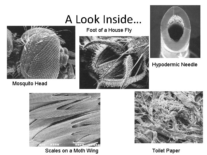 A Look Inside… Foot of a House Fly Hypodermic Needle Mosquito Head Scales on A Look Inside… Foot of a House Fly Hypodermic Needle Mosquito Head Scales on