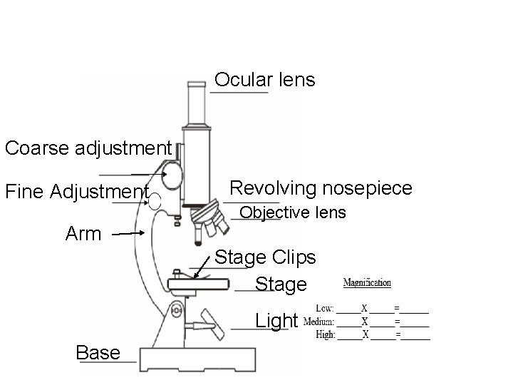 Ocular lens Coarse adjustment Fine Adjustment Revolving nosepiece Objective lens Arm Stage Clips Stage Ocular lens Coarse adjustment Fine Adjustment Revolving nosepiece Objective lens Arm Stage Clips Stage