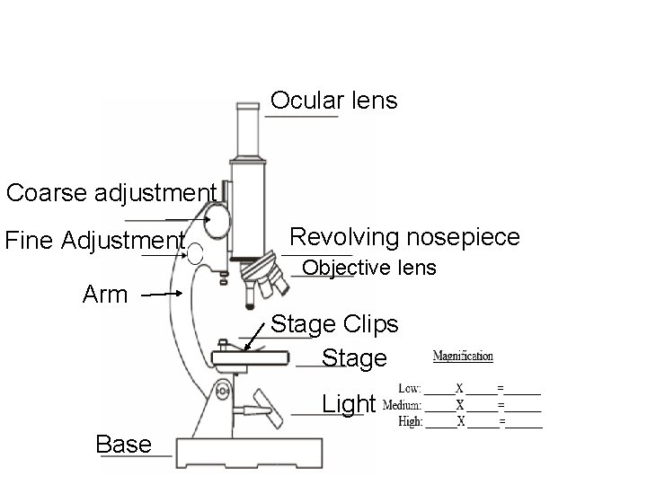 Ocular lens Coarse adjustment Fine Adjustment Revolving nosepiece Objective lens Arm Stage Clips Stage Ocular lens Coarse adjustment Fine Adjustment Revolving nosepiece Objective lens Arm Stage Clips Stage