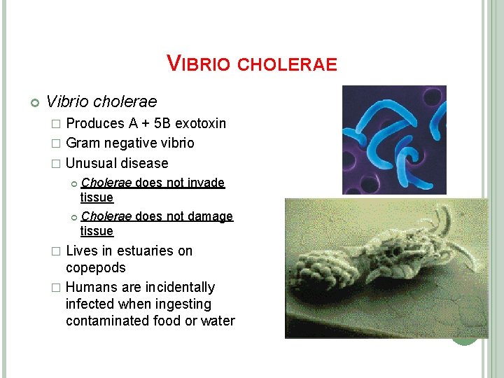 toxine b du cholera
