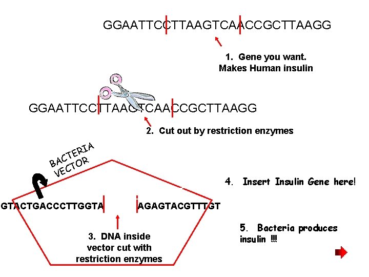 GGAATTCCTTAAGTCAACCGCTTAAGG 1. Gene you want. Makes Human insulin GGAATTCCTTAAGTCAACCGCTTAAGG 2. Cut out by restriction