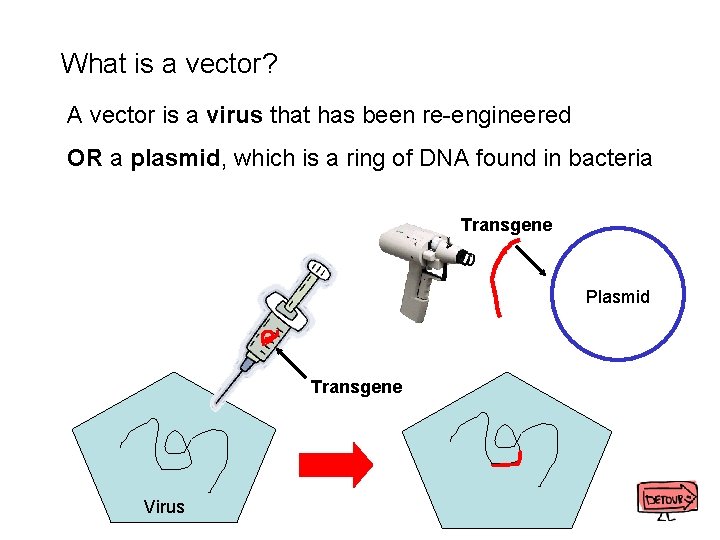 What is a vector? A vector is a virus that has been re-engineered OR