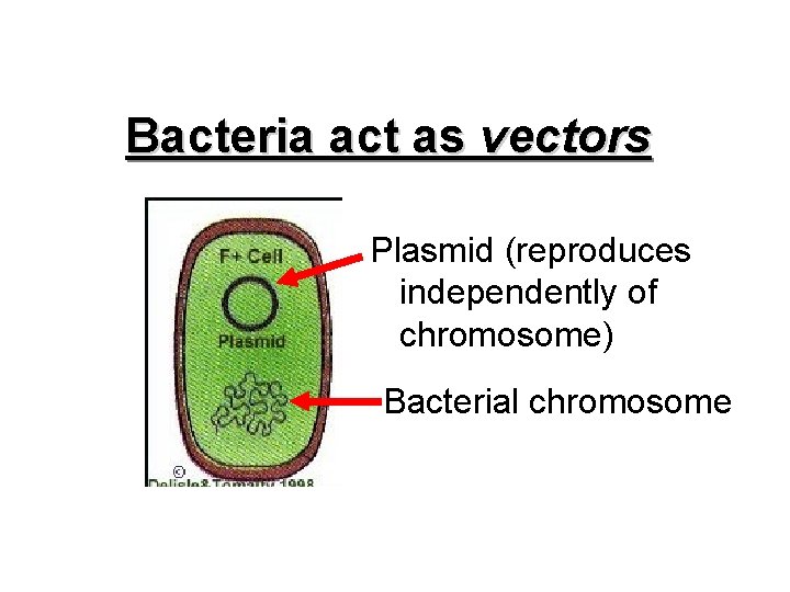 Bacteria act as vectors Plasmid (reproduces independently of chromosome) Bacterial chromosome 