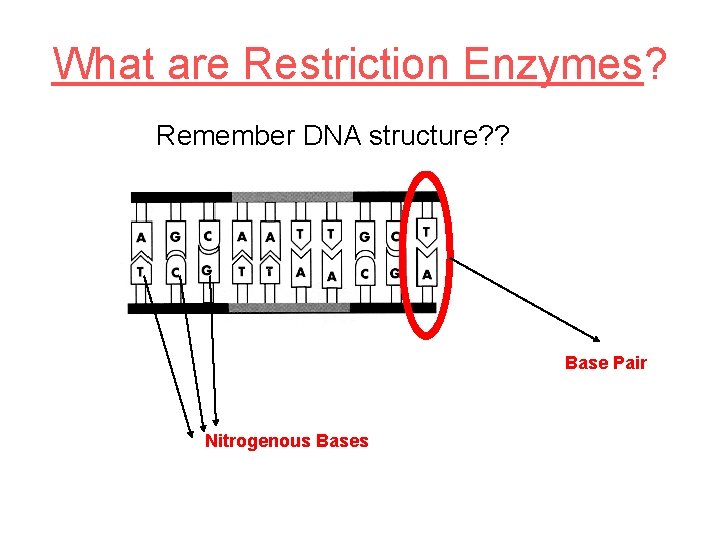 What are Restriction Enzymes? Remember DNA structure? ? Base Pair Nitrogenous Bases 