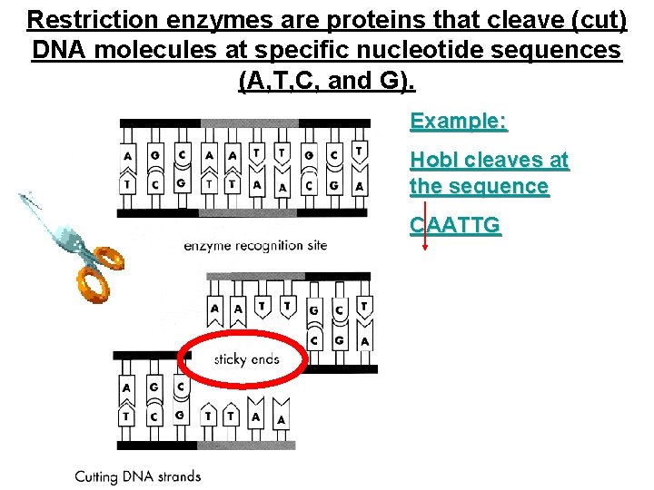 Restriction enzymes are proteins that cleave (cut) DNA molecules at specific nucleotide sequences (A,