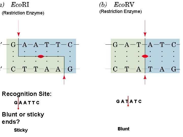 (Restriction Enzyme) Recognition Site: GAATTC GATATC Blunt or sticky ends? Sticky Blunt 