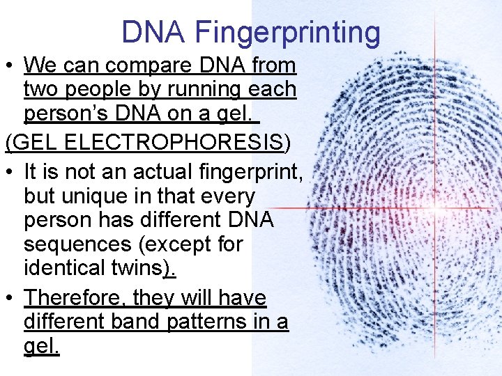 DNA Fingerprinting • We can compare DNA from two people by running each person’s