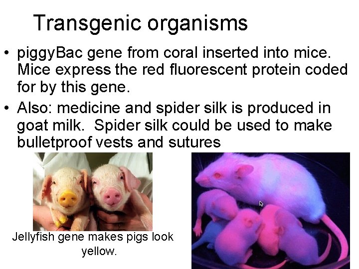 Transgenic organisms • piggy. Bac gene from coral inserted into mice. Mice express the