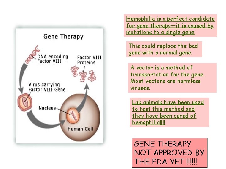 Hemophilia is a perfect candidate for gene therapy—it is caused by mutations to a