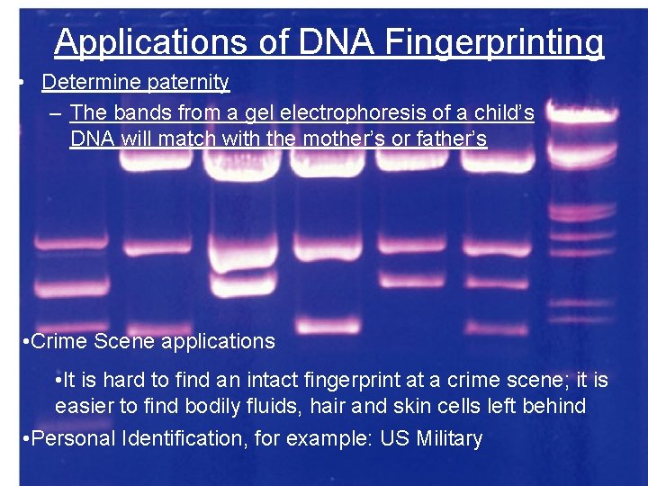 Applications of DNA Fingerprinting • Determine paternity – The bands from a gel electrophoresis