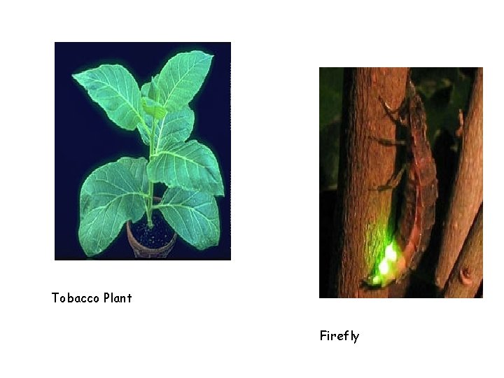 Tobacco Plant Firefly 