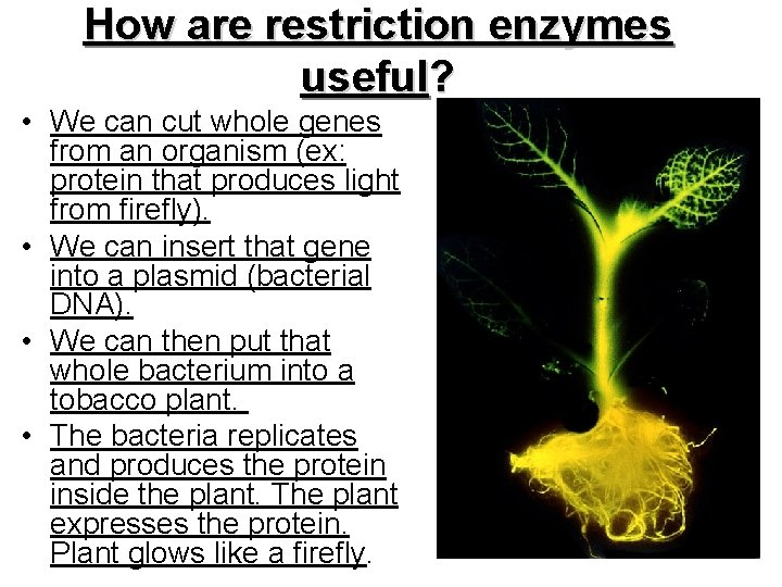 How are restriction enzymes useful? • We can cut whole genes from an organism