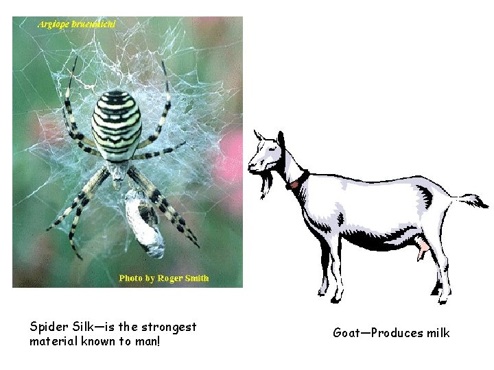 Spider Silk—is the strongest material known to man! Goat—Produces milk 