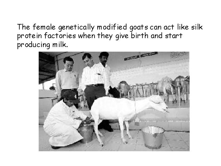 The female genetically modified goats can act like silk protein factories when they give