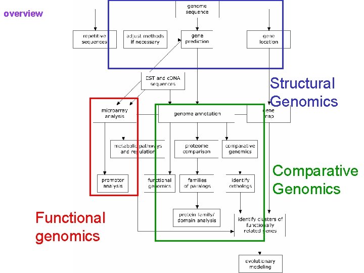 overview Structural Genomics Comparative Genomics Functional genomics 