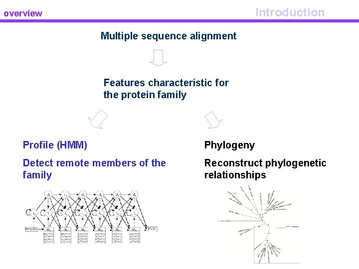 Introduction overview Multiple sequence alignment Features characteristic for the protein family Profile (HMM) Phylogeny