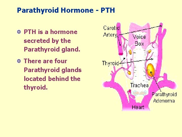 Parathyroid Hormone - PTH is a hormone secreted by the Parathyroid gland. There are