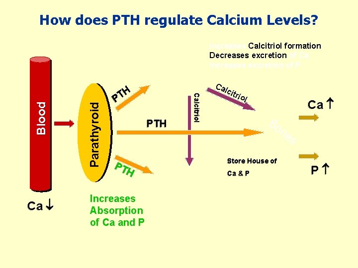 How does PTH regulate Calcium Levels? Ca Parathyroid Ca H T P PTH PT
