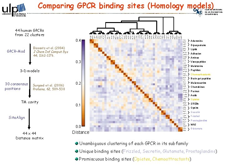 Comparing GPCR binding sites (Homology models) CENTRE NATIONAL DE LA RECHERCHE SCIENTIFIQUE 44 human
