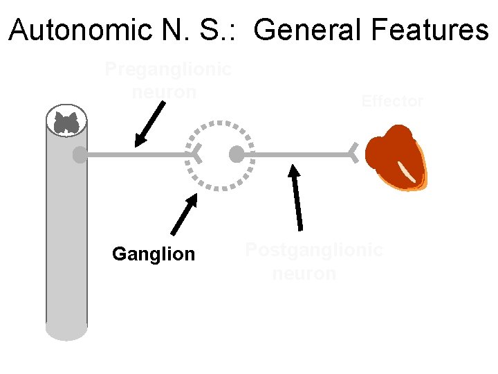 Autonomic N. S. : General Features Preganglionic neuron Ganglion Effector Postganglionic neuron 