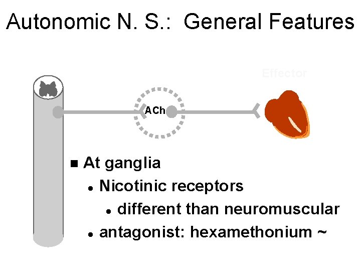 Autonomic N. S. : General Features Effector ACh n At ganglia l Nicotinic receptors