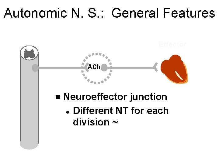 Autonomic N. S. : General Features Effector ACh n Neuroeffector junction l Different NT
