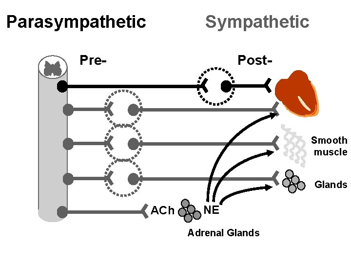 Parasympathetic Sympathetic Pre- Post- Smooth muscle Glands ACh NE Adrenal Glands 