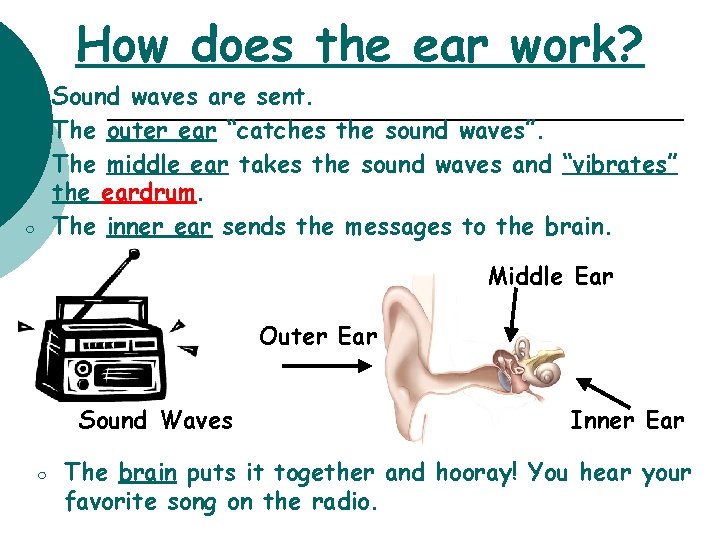 How does the ear work? Sound waves are sent. The outer ear “catches the