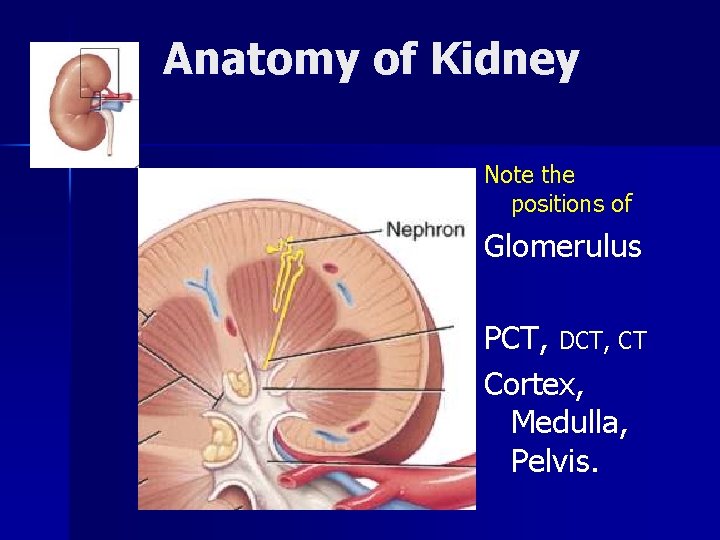 Anatomy of Kidney Note the positions of Glomerulus PCT, DCT, CT Cortex, Medulla, Pelvis.