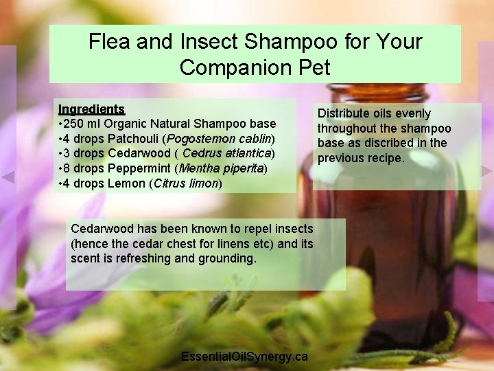 Flea and Insect Shampoo for Your Companion Pet Ingredients • 250 ml Organic Natural