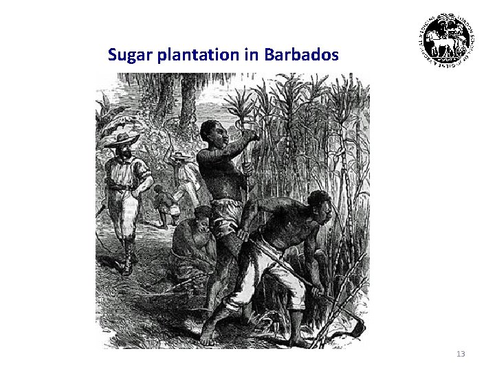 Sugar plantation in Barbados 13 
